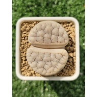 Lithops Gracilidelineata c189 母本优选荒玉/石头玉/屁屁生石花/多肉植物 🇲🇾 ReadyStock