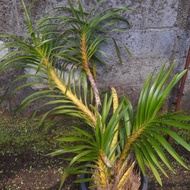 Anggrek Grammatophyllum Speciosum / Anggrek Tebu BERGARANSI