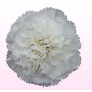 Carnation White - Fresh Flowers Arrangement Online Flower Delivery Flower Decoration