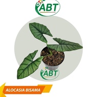 Bibit Alocasia Bisma- bonggol alocasia bisma (limited) - BONGGOL