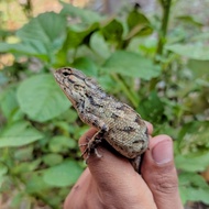 Bunglon londok / calotes adult