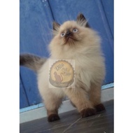 NEW Kucing Persia Anggora Munchkin Himalaya Ragdol Super