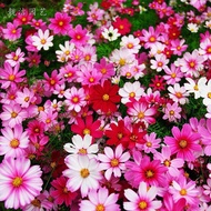 Gesang flower [cosmos seeds] 2,000 Gesang flower [cosmos seeds] Balcony Courtyard Indoor Potted Plan