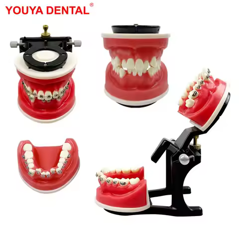 Dental Orthodontic Model Typodont Teeth Model For Dental Technician Practice Training Teaching Ortho