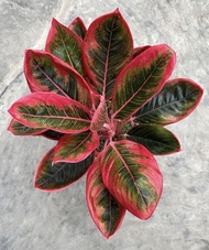 Promo bibit bonggol aglonema khanza / aglonema lipstik khanza merah