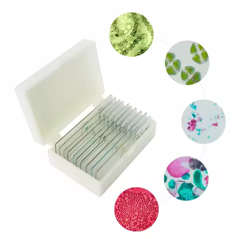 10PC Prepared Slices Microscope slides Algae Specimen Plant Alga Sample Section Biological Permanent