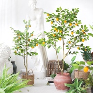 Sedum Nordic Pokok Lemon Tiruan Tanaman Dalaman Berpasu Bionik Tumbuhan Hijau Pokok Palsu Hiasan Hia