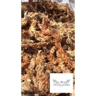 7A Chilean Sphagnum moss