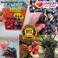 bibit benih kecambah polong sawit DxP PPKS 239 MEDAN UNGGUL
