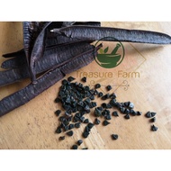 对面叶种子 / Biji Pokok Daun Gelenggang / Candle Bush Seed