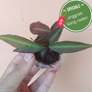 tanaman hias hidup indoor ludisia