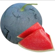 [6pcs]Benih Tembikai Tanpa Biji Seedless Watermelon/无籽西瓜籽