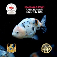 SALE TERMURAH !!! IKAN MAS KOKI RANCHU SAPI 11-12 CM PILIHAN TERBAIK