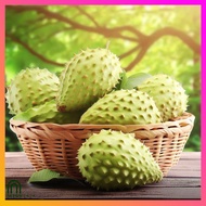 SeedsPLAZA™ - Guyabano Seeds for Planting Vegetable Plants (3 Seed) Organic Green Plants Bonsai Plan