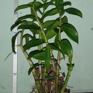 Terbaru Anggrek Dendrobium Albertine Mantap
