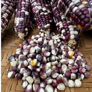 Biji Benih Jagung Pulut Putih Ungu (10g = +/- 50 seeds) [Sweet Corn Rare Purple Seeds]