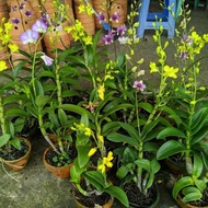 Anggrek Dendrobium Dewasa berbunga 