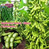 เมล็ดพันธุ์ ถั่วแระญี่ปุ่น บรรจุ 20 เมล็ด Edamame Seeds Soybean Organic Vegetable Seeds for Planting