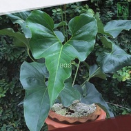 Tanaman Anthurium Corong