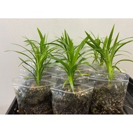 Anak Pokok Pandan / Daun Pandan / Pandan Leaf / 斑斓香叶