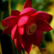 บัวหลวงสีแดงนำเข้า Red Peony เมล็ดบัวดอกสีแดง ดอกใหญ่ ของแท้ 100% เมล็ดพันธ์ุบัว ดอกบัว ปลูกบัว เม็ดบัว สวนบัว White Lotus Waterlily seeds. 8 เมล็ด