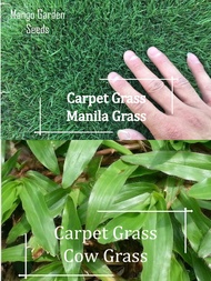 Grass Mix Seeds 5000 Seed - Manila, Cow Grass, Bermuda Seeds - Mango Garden Seeds