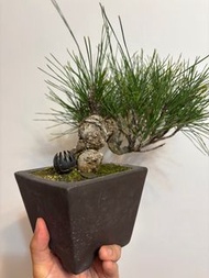 日本三河黑松，老樹逢春🌳 $800🥳喜歡日本黑松的歡迎查詢帶回家 🙏🏻請支持本土🇭🇰初創小店，按一下Like ）