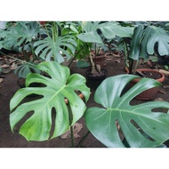 Tanaman Hias Monstera King - Monstera Deliciousa King - Monstera King