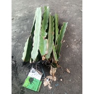 8 red-skinned dragon fruit branches, 7 white-fleshed trees