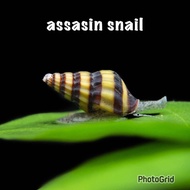3+(1 DOA)assasin snail nerite snail 1-1.5cm