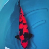 Ikan Koi Import Jepang Hiutsuri High Quality Farm Shinoda 50Cm