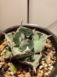 藍鯨  龍舌蘭 植物 嚴龍 Agave Plant 塊根 多肉