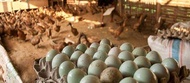 Telur Bebek fertil - telur bebek konsusmsi