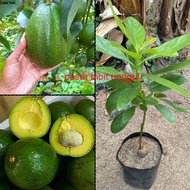Bibit Buah Alpukat Markus Okulasi Bibit Alpukat Markus Super Jumbo Bibit Alpukat Markus Kendil Jumbo