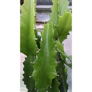 Cactus Euphorbia lactea / Dragon Bone Spurge