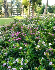 Tanaman Hias Taiwan Beauty Bunga Hidup Asli Cuphea Hyssopifolia Seribu Bintang Cod