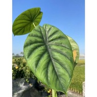 綠盾觀音蓮 Alocasia clypeolata A.Hay--療癒植物-文青植物、蕨類植物、雨林植物-IG網紅室內