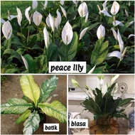 Pokok peace lily batik variegated hiasan daun indoor outdoor real plant
