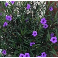 Keratan Pokok Bunga Ruellia Simplex