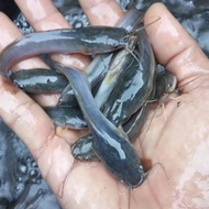Seeds Sangkuriang Catfish Seeds 7 - 8 Cm Per 100 fish