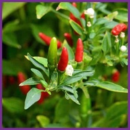 COD  Siling Labuyo Seeds - Hot Pepper Seeds - Vegetable Seeds