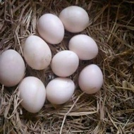 Import Terbaik telur fertil ayam aseel parrot x aseel parrot Murah
