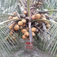 POKOK KELAPA SGG (CN16)