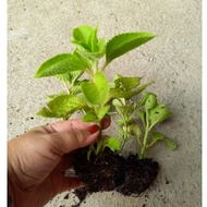 Pot of thick-leaved ash plant, fragrant basil (medicinal plant)