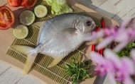 【美味海鮮 黃金鯧 350g 單尾】用好飼料好環境養好魚