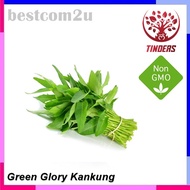 TINDERS 雍菜 Green Glory Kangkung Seeds NON GMO Seed F1 Hybrid Seeds / Benih Kangkung