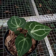 tanaman hias anthurium king sulamjana-3