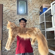 PROMO Kucing mainecoon super jumbo pedigree cfa sudah steril kucing