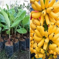 Pisang Emas - Pisang Mas - Bibit Tanaman Buah Pisang Emas