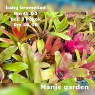 baby bromeliad random 3 Pokok live plant